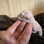 Portée Flower Bomb Sinnamary et Flower Bomb Up to you