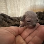 Portée Flower Bomb Sinnamary et Flower Bomb Up to you