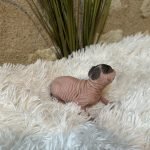 FLOWER BOMB BECKIE