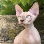 FLOWER BOMB BERLIN