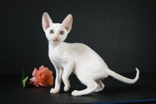 chatterie flower bomb deux sevres maine et lirechat  cornish rex,  chat poil frisés chaton, chat compagnie couleur blancchatons  yeux vairon