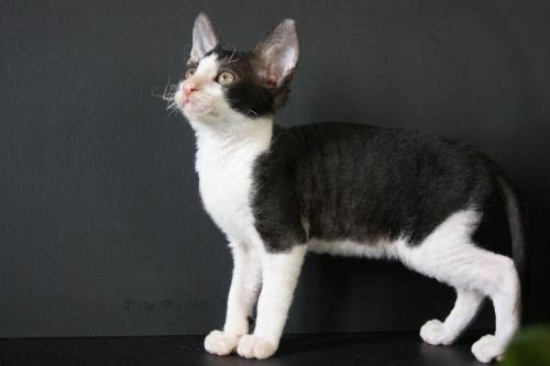 chatterie flower bomb deux sevres maine et lirechat  cornish rex,  chat poil frisés chaton, chat compagnie couleur noir et blancchatons  yeux vairon