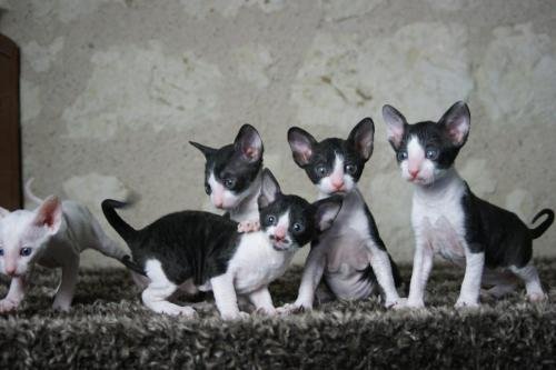 chatterie flower bomb deux sevres maine et lirechat  cornish rex,  chat poil frisés chaton, chat compagnie couleur noir et blancchatons  yeux vairon