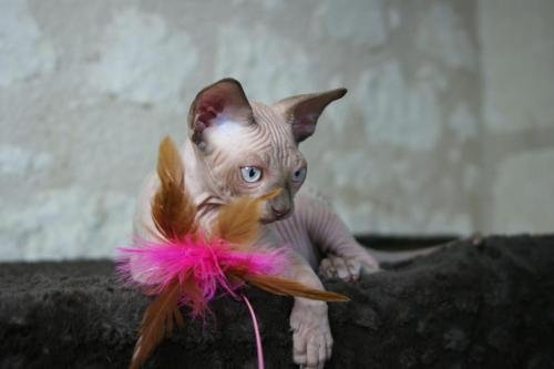 chatterie flower bomb deux sevreschat sphynx, cmh chat nu, chaton, chat compagnie couleur blue mink