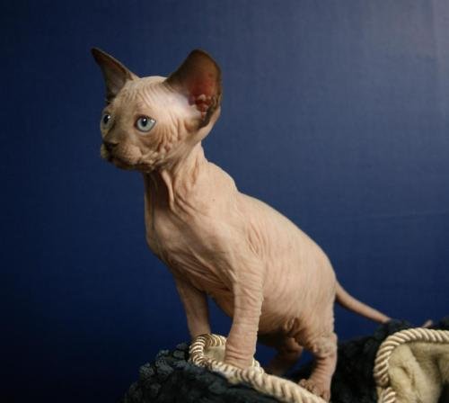 chatterie flower bomb deux sevreschat sphynx, cmh chat nu, chaton, chat compagnie couleur blue mink