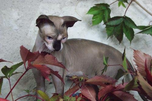 chatterie flower bomb lyon chat sphynx cmh chat nu chocolat mink