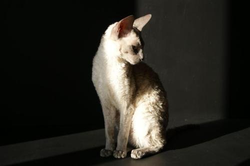 chatterie flower bomb deux sevres maine et lirechat  cornish rex,  chat poil frisés chaton, chat compagnie couleur  pointchatons 