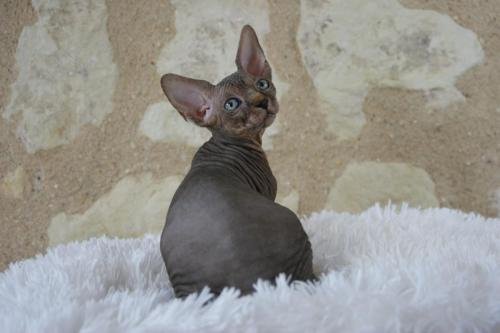 chatterie flower bomb deux sevreschat sphynx, cmh chat nu, chaton, chat compagnie couleur  pointchatons brown tabby