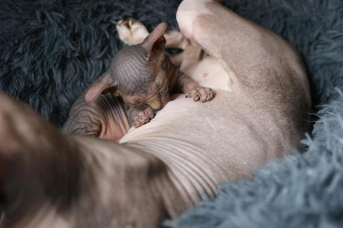 chatterie flower bomb deux sevreschat sphynx cmh chat nu, chaton, allaitement, chat compagnie