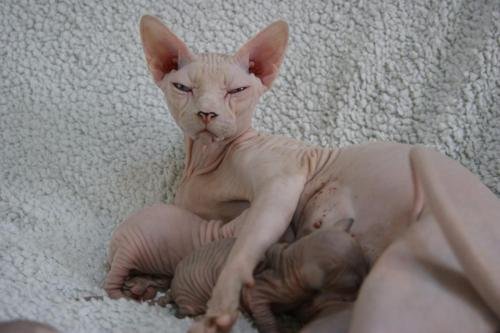 chatterie flower bomb deux sevreschat sphynx, cmh chat nu, chaton, chat compagnie couleur  pointchatons