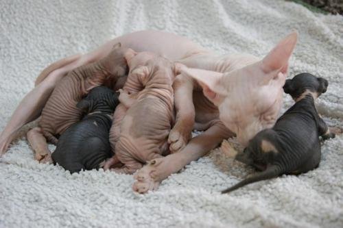 chatterie flower bomb deux sevreschat sphynx, cmh chat nu, chaton, chat compagnie couleur  pointchatons