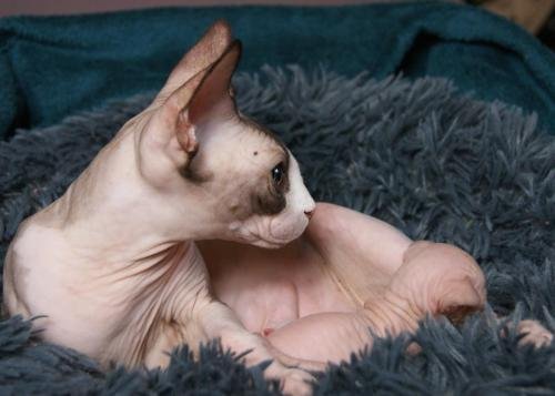 chatterie flower bomb deux sevreschat sphynx, cmh chat nu, chaton, chat compagnie couleur  pointchatons