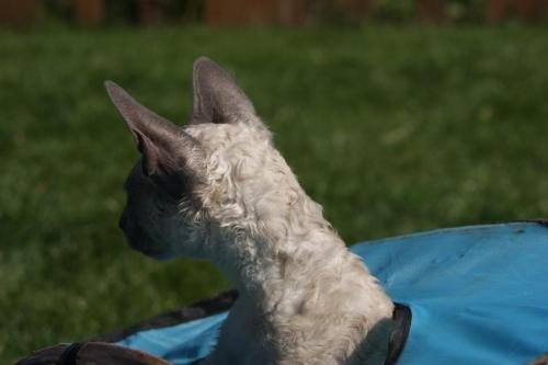 chatterie flower bomb deux sevres maine et lirechat  cornish rex,  chat poil frisés chaton, chat compagnie couleur  pointchatons 