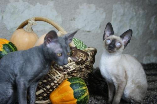 chatterie flower bomb deux sevres maine et lirechat  cornish rex,  chat poil frisés chaton, chat compagnie couleur  pointchatons 