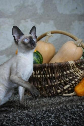 chatterie flower bomb deux sevres maine et lirechat  cornish rex,  chat poil frisés chaton, chat compagnie couleur  pointchatons 