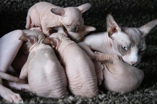 chatterie flower bomb deux sevreschat sphynx, cmh chat nu, chaton, chat compagnie couleur  pointchatons