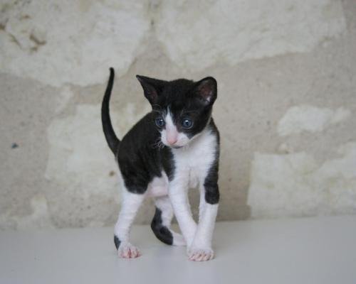 chatterie flower bomb deux sevres maine et lirechat  cornish rex,  chat poil frisés chaton, chat compagnie couleur  pointchatons   deux sevres et maine et loire