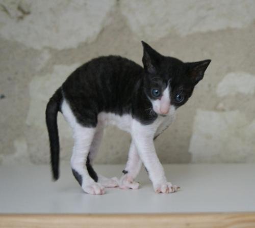 chatterie flower bomb deux sevres maine et lirechat  cornish rex,  chat poil frisés chaton, chat compagnie couleur  pointchatons  deux sevres et maine et loire