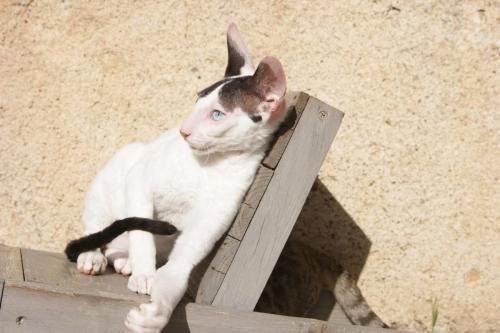 chatterie flower bomb deux sevres maine et lirechat  cornish rex,  chat poil frisés chaton, chat compagnie couleur  noir et blanc yeux vaironchatons 