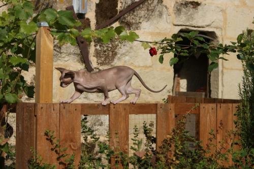 chatterie flower bomb deux sevreschat sphynx cmh chat nu, chaton, allaitement, chat compagnie