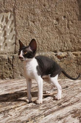 chatterie flower bomb deux sevres et maine et loirecornish rex, poil frisés, chaton , yeux vairons, couleur noir et blanc seal point yeux bleus