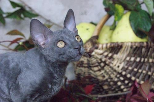 chatterie flower bomb deux sevres et maine et loirecornish rex, poil frisés, chaton , yeux vairons, couleur noir et blanc seal point yeux bleus