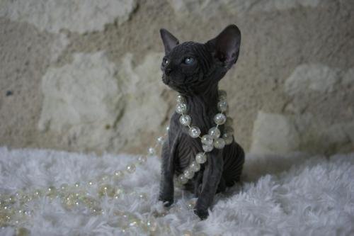 chatterie flower bomb deux sevreschat sphynx, cmh chat nu, chaton, chat compagnie couleur bleu