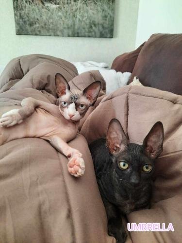 eleveur sphynx et cornish rexadoptant paris, sarthe, bretagne, maine et loire, vendee, deux sevres, grenoble, 