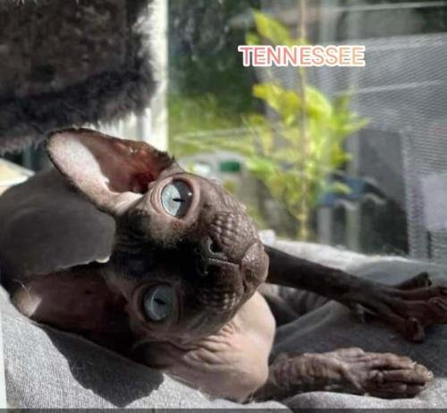 eleveur sphynx et cornish rexadoptant paris, sarthe, bretagne, maine et loire, vendee, deux sevres, grenoble, indre et loire, cher, nord, belgique vienne loiret, cotes d'armor, bretagne