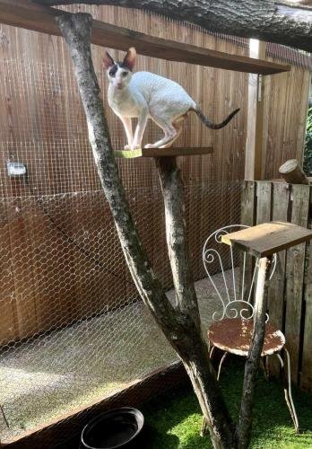 elevage sphynx cornish rex