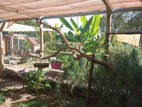 elevage de sphynx et cornish rex