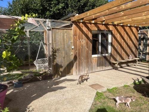 elevage de sphynx et cornish rex