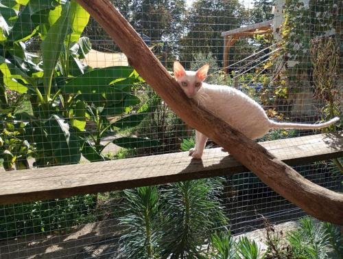 elevage de sphynx et cornish rex