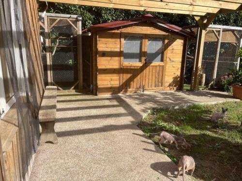 elevage de sphynx et cornish rex