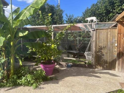 elevage de sphynx et cornish rex