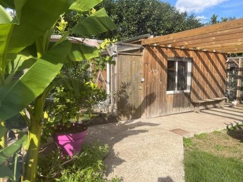 elevage de sphynx et cornish rex