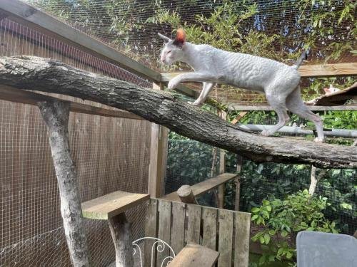 elevage sphynx cornish rex