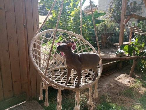 elevage de sphynx et cornish rex espace exterieur chatterie confort