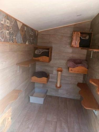 elevage sphynx cornish rex