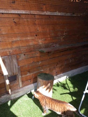 elevage sphynx cornish rex