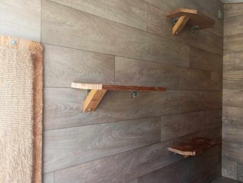 elevage sphynx cornish rex