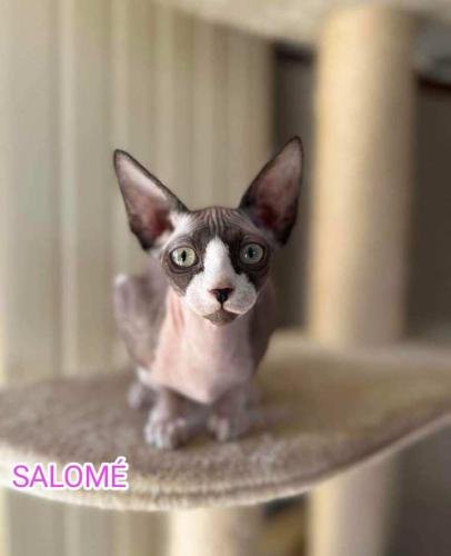 eleveur sphynx et cornish rexadoptant paris, sarthe, bretagne, maine et loire, vendee, deux sevres, grenoble, indre et loire, cher, nord, belgique vienne loiret, cotes d'armor, bretagne