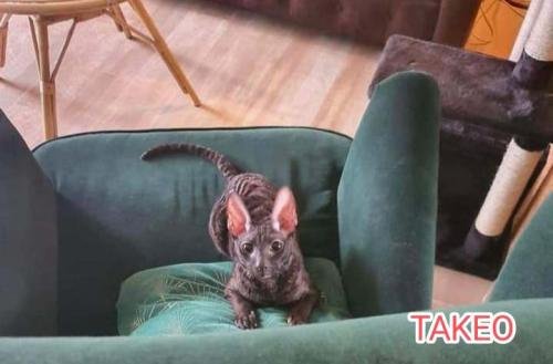 eleveur sphynx et cornish rexadoptant paris, sarthe, bretagne, maine et loire, vendee, deux sevres, grenoble, indre et loire, cher, nord, belgique vienne loiret, cotes d'armor, bretagne