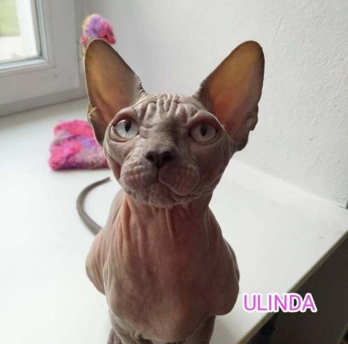 eleveur sphynx et cornish rexadoptant paris, sarthe, bretagne, maine et loire, vendee, deux sevres, grenoble, indre et loire, cher, nord, belgique vienne loiret, cotes d'armor, bretagne