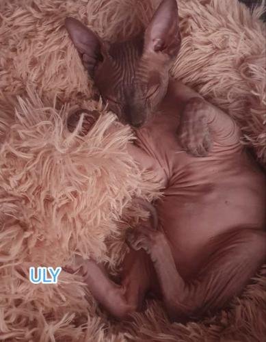 eleveur sphynx et cornish rexadoptant paris, sarthe, bretagne, maine et loire, vendee, deux sevres, grenoble, indre et loire, cher, nord, belgique vienne loiret