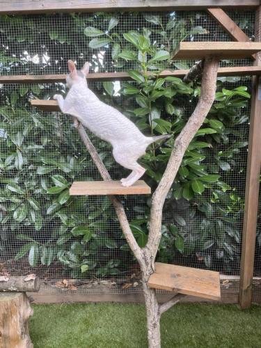 elevage sphynx cornish rex