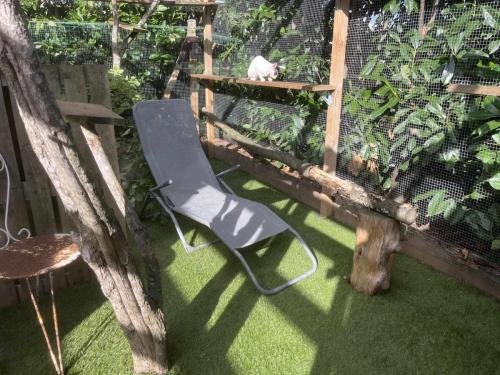 elevage sphynx cornish rex