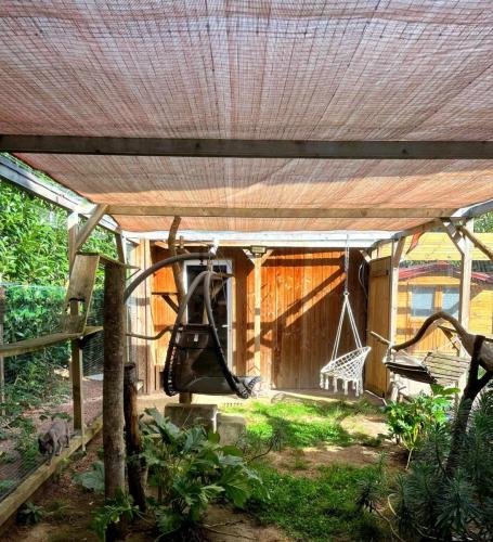 elevage de sphynx et cornish rex