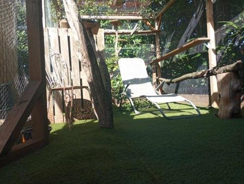 elevage sphynx cornish rex