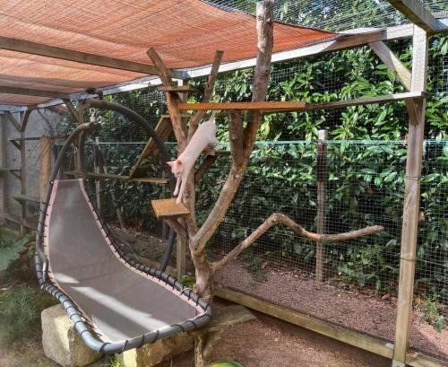 elevage de sphynx et cornish rex